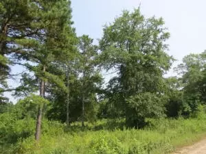 Undisclosed, Dover, AR 72837 photo 3