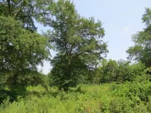 Undisclosed, Dover, AR 72837 photo 6
