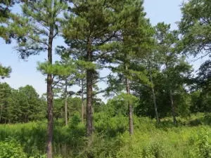 Undisclosed, Dover, AR 72837 photo 1