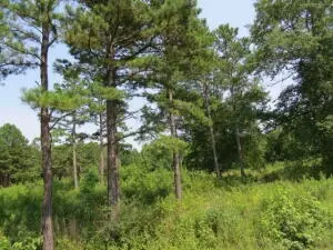 Undisclosed, Dover, AR 72837 photo 5