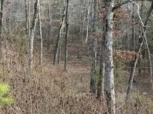 961 Broomfield Rd, Dover, AR 72837 photo 33