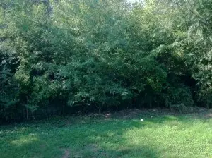 812 Watkins, Harrison, AR 72601 photo 16