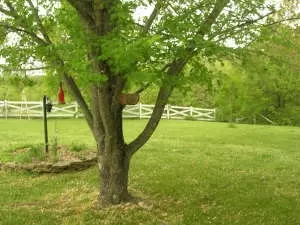 12603 W Ward Ln, Omaha, AR 72662 photo 24