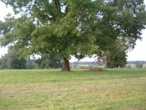 812 York Dr, Harrison, AR 72601 photo 2