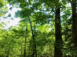 4322 Starlite Dr, Harrison, AR 72601 photo 7
