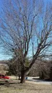 1003 E Bunn Ave, Harrison, AR 72601 photo 2