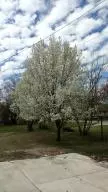 916 N Maple, Harrison, AR 72601 photo 4