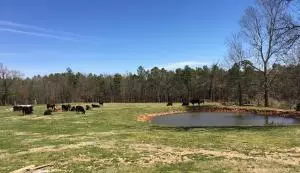 1238 Chinquapin Rd, Everton, AR 72633 photo 60