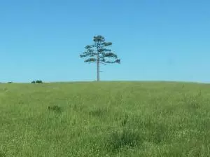 1238 Chinquapin Rd, Everton, AR 72633 photo 97