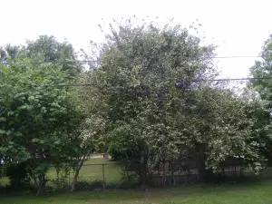 260 Cooper, Harrison, AR 72601 photo 5