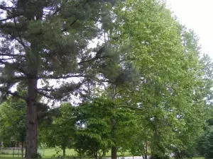 260 Cooper, Harrison, AR 72601 photo 4