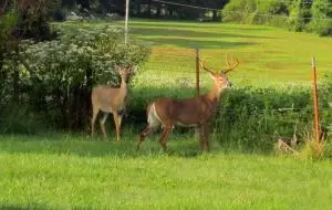 3962 Union Rd, Harrison, AR 72601 photo 53