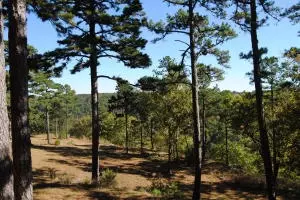 213 Scenic Dr, Marshall, AR 72650 photo 29