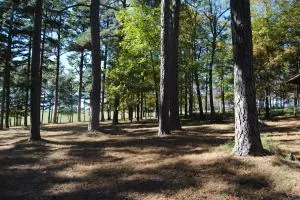213 Scenic Dr, Marshall, AR 72650 photo 46