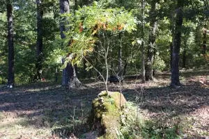 1494 Wolf Springs Rd, Harrison, AR 72601 photo 2