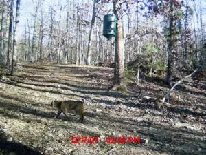 516 Thunder Ln, Marshall, AR 72650 photo 53