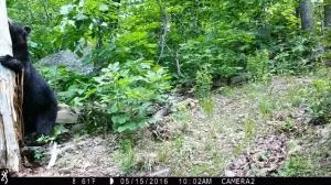 516 Thunder Ln, Marshall, AR 72650 photo 54