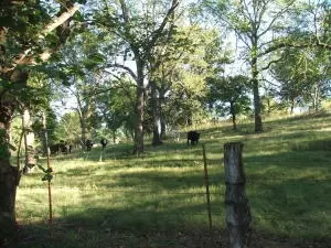 808 Tennyson Loop, Harrison, AR 72601 photo 7