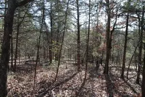 2831 Bear Bottom Dr, Lead Hill, AR 72644 photo 186