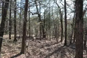 2831 Bear Bottom Dr, Lead Hill, AR 72644 photo 188
