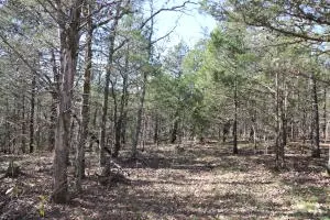 2831 Bear Bottom Dr, Lead Hill, AR 72644 photo 187