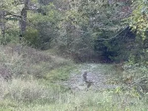8655 Sugar Rd, Harrison, AR 72601 photo 23
