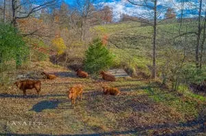 4920 Sand Flat Rd, Harrison, AR 72601 photo 47