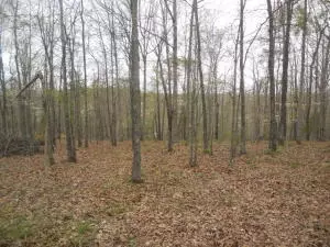 829 Joyful Dr, Marshall, AR 72650 photo 9