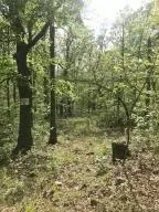582 Nc 1626, Compton, AR 72624 photo 25
