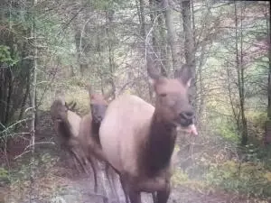 1479 Co Rd 972, Compton, AR 72624 photo 24