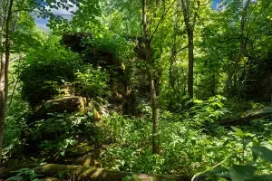 1479 Co Rd 972, Compton, AR 72624 photo 18