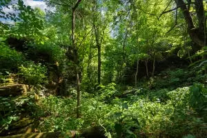 1479 Co Rd 972, Compton, AR 72624 photo 19