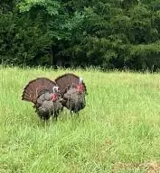 4342 N Harmon Rd, Harrison, AR 72601 photo 50