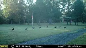 324 Foxhound Rd, Saint Joe, AR 72675 photo 27