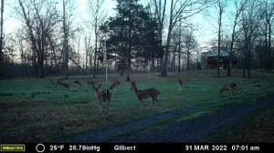 324 Foxhound Rd, Saint Joe, AR 72675 photo 5