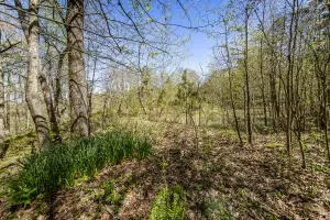 Hcr 31 Box 121 Aa, Jasper, AR 72641 photo 46