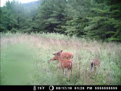 5375 Cr 933, Harrison, AR 72601 photo 59