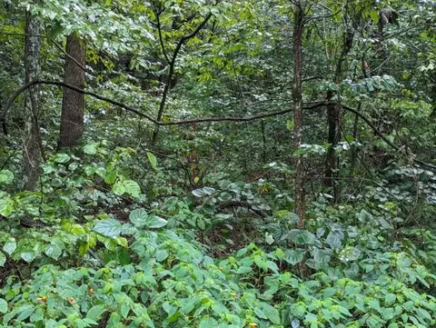 Terrapin Road, Harrison, AR 72601