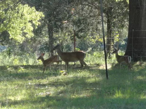 247 Tee Four Dr, Marshall, AR 72650 photo 20
