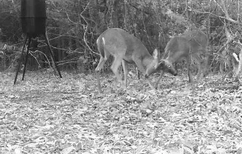 4026 Hickenbottom Rd, Harrison, AR 72601 photo 38