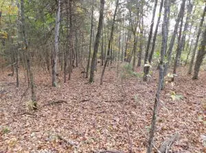 Hwy 74 E Tract 1, Jasper, AR 72641