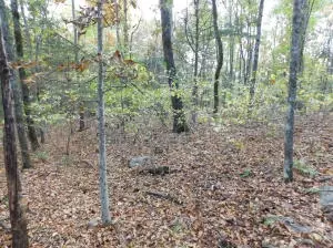 Hwy 74 E Tract 1, Jasper, AR 72641 photo 3