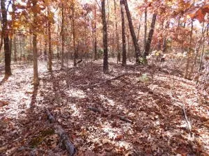 Ravenwood Lane, Yellville, AR 72687