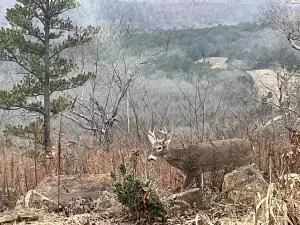 374 Nc 8364, Jasper, AR 72641 photo 13