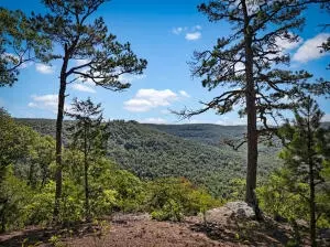 374 Nc 8364, Jasper, AR 72641 photo 9