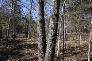 10 38 Acre Mc 2063, Yellville, AR 72687