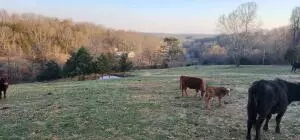 5548 Keeter Ln, Harrison, AR 72601 photo 31