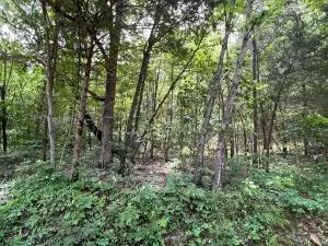 tbd 6401 6277, Jasper, AR 72641 photo 15