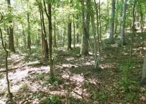 883 Nc 8700, Jasper, AR 72641 photo 3