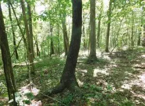 883 Nc 8700, Jasper, AR 72641 photo 4